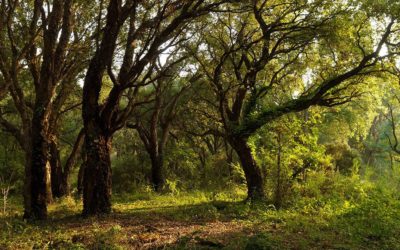 Journées Nature et Création 2021